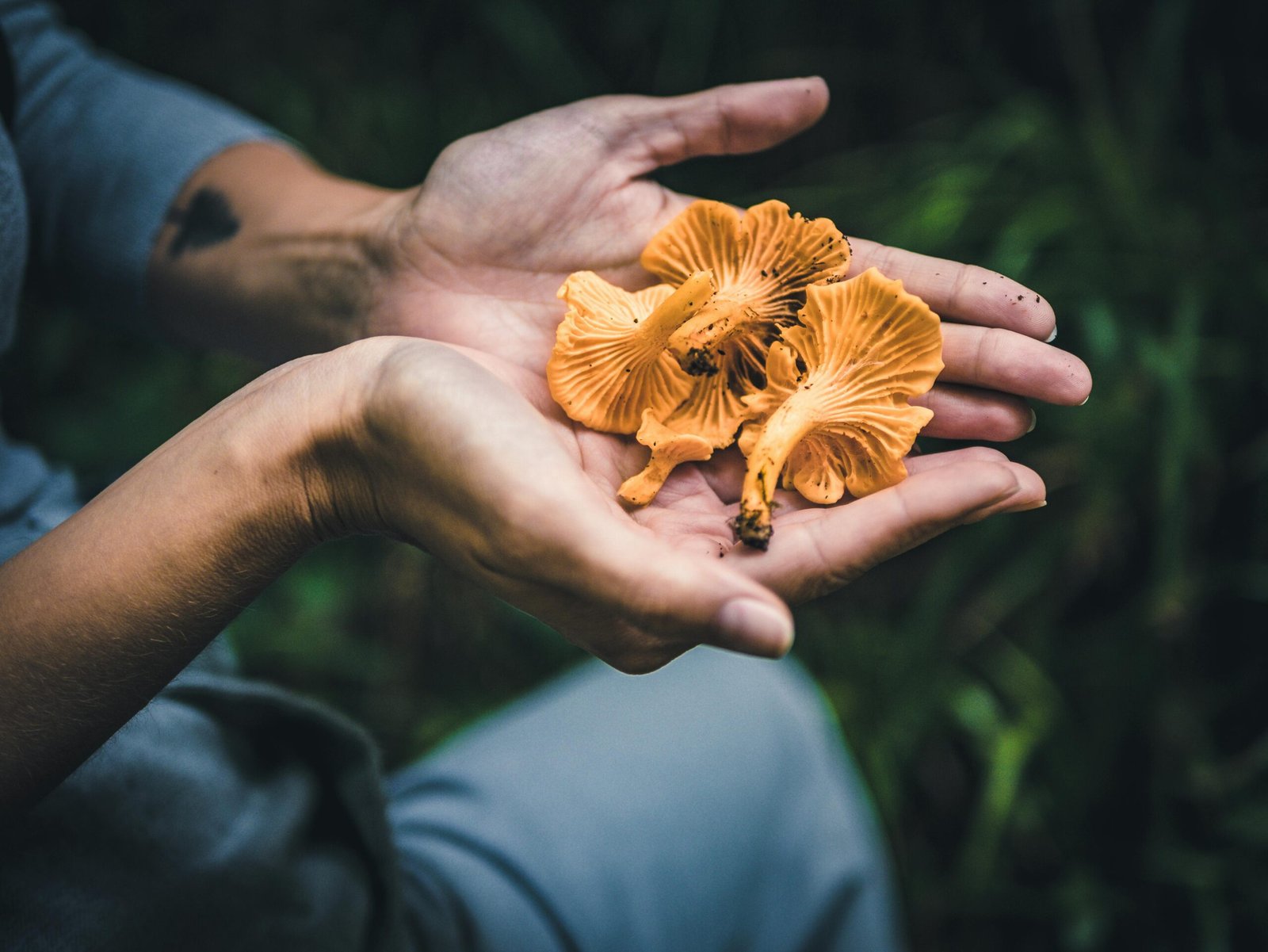 mushroom health benefits